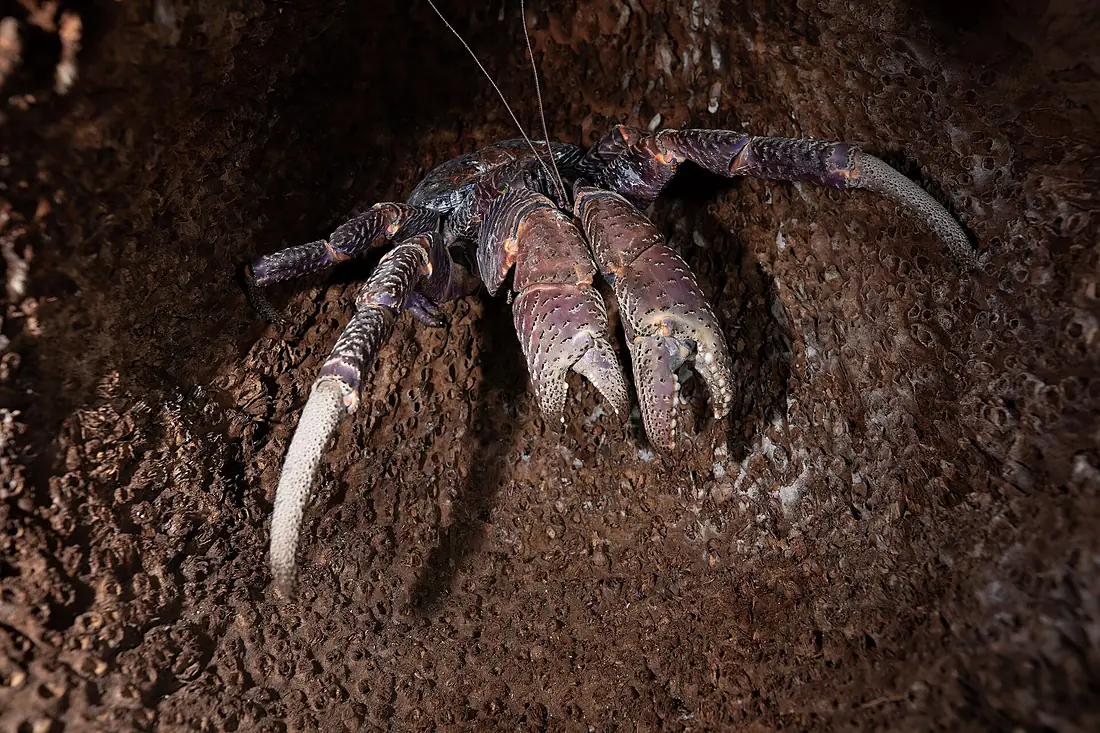 Coconut crab on Palmyra Atoll (54341933093)
