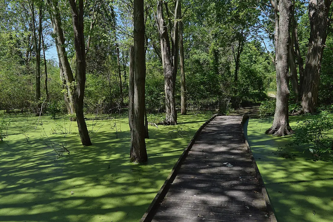 Woodland Nature Trail1