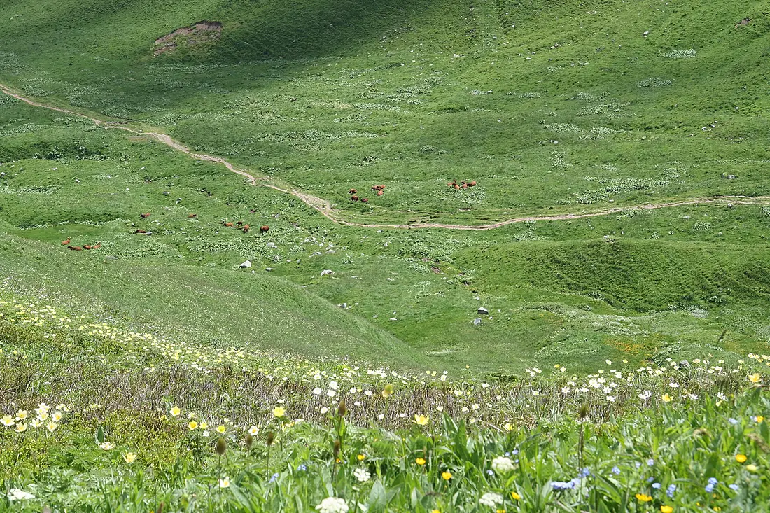 Alpines Gelände am Puy de Sancy II