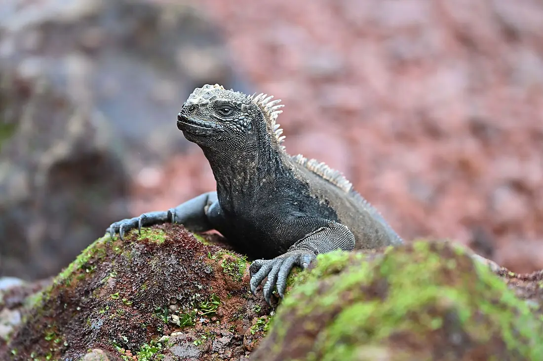 313 Rabida, Iguana
