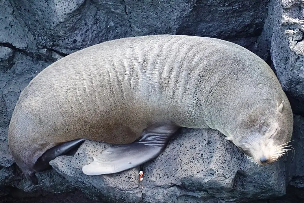 Galápagos Sea Lion Napping on Santiago Island