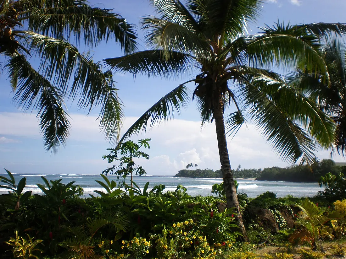 Samoa scenic coastline with palm trees foreground 1