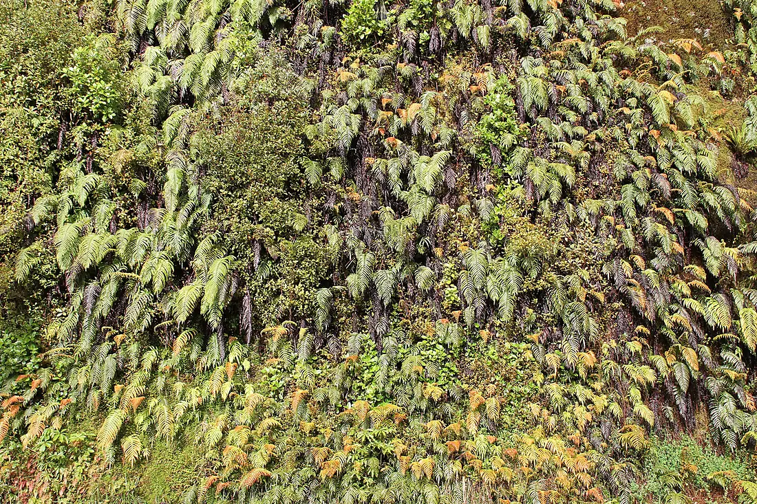 Fern Cliff (30887144233)