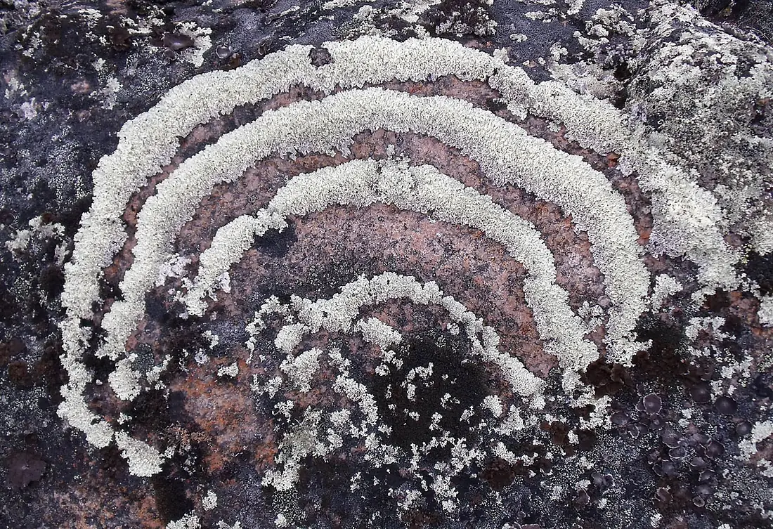 Lichen on Nunavut rocks -d
