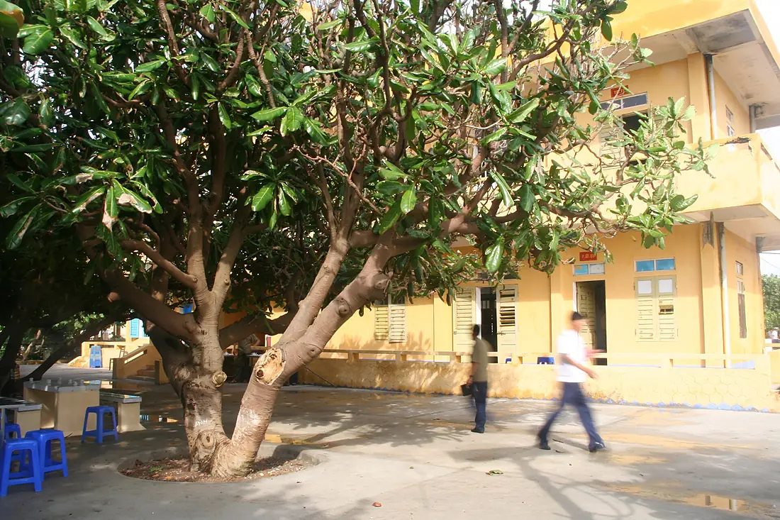Cây bàng vuông