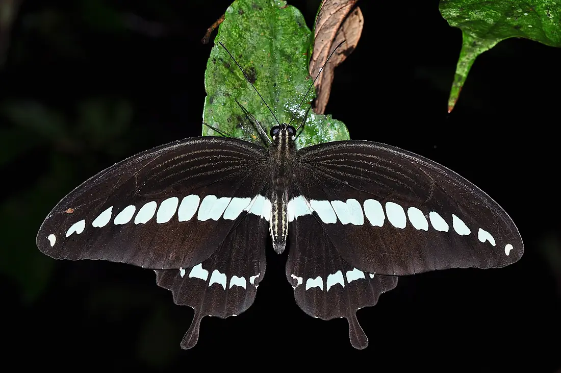 Cream-banded Swallowtail (male) (8410721941)