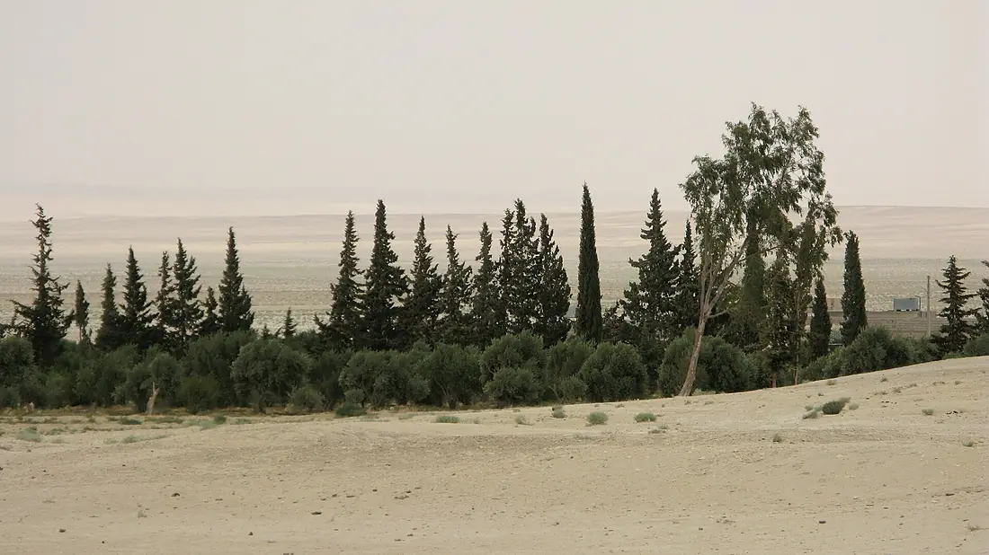 Syrian desert, Trees, Al-Sukhnah, Syria