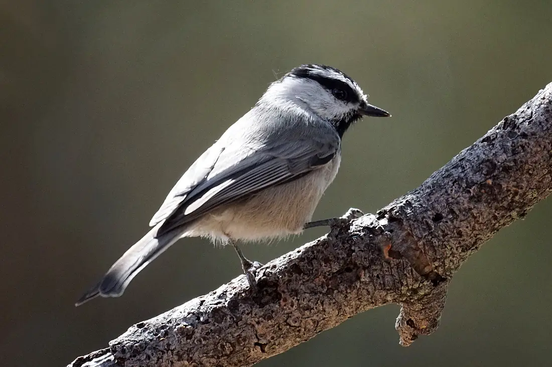 Mountain Chickadee (15241498235)