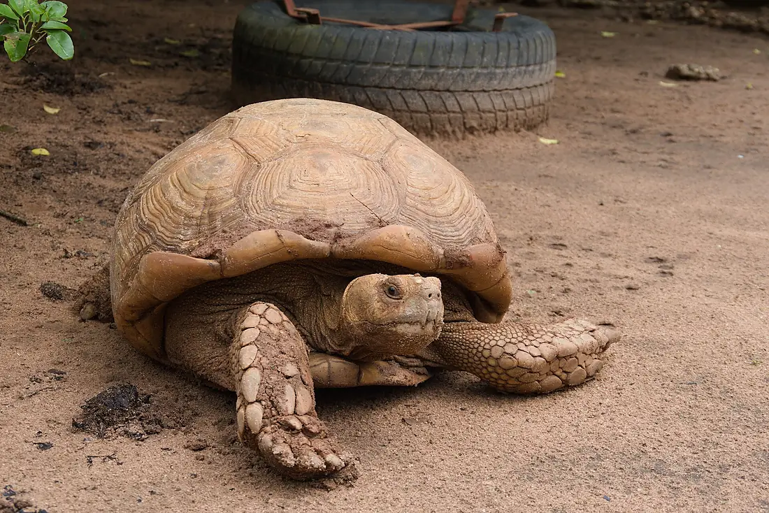 Tortue à la ferme Jacqueville de Tori-Bossito au Bénin 04
