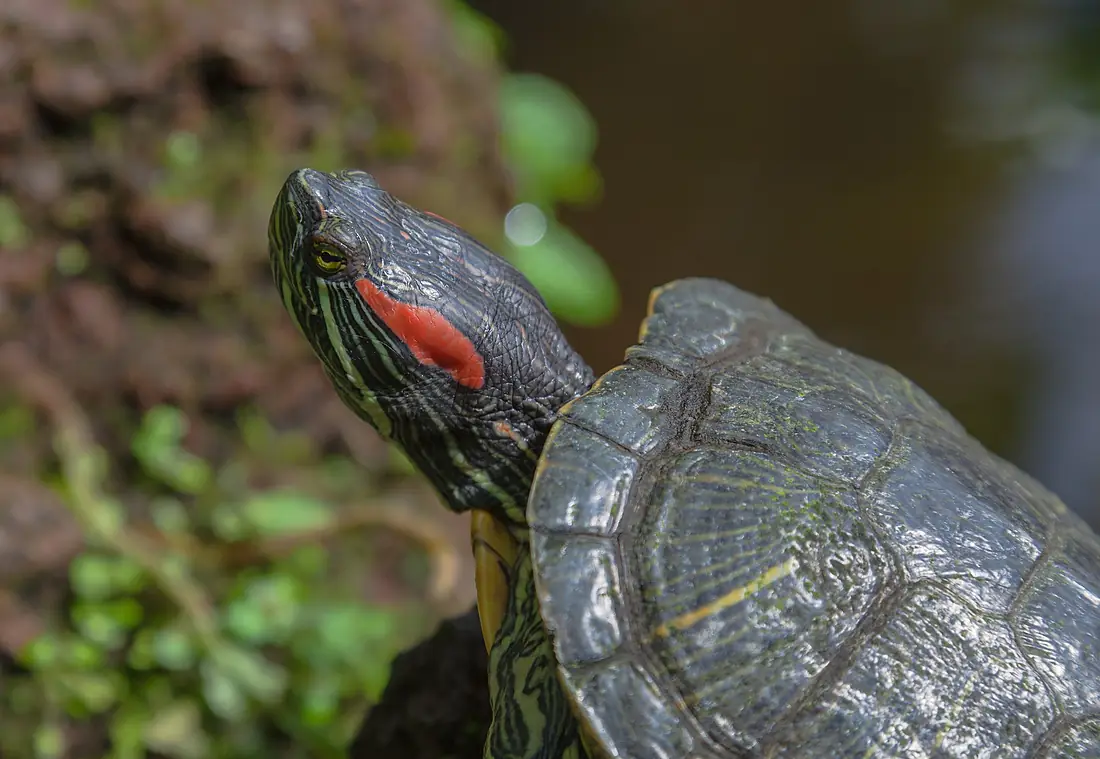 Tortuga de orejas rojas (Trachemys scripta elegans), Jardín Botánico, Múnich, Alemania 2012-04-21, DD 03