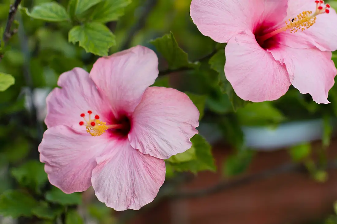 Hibiscus rose de Tubuai