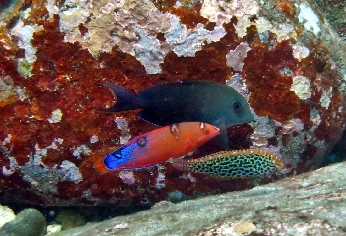 Coris gaimard, Macropharyngodon meleagris