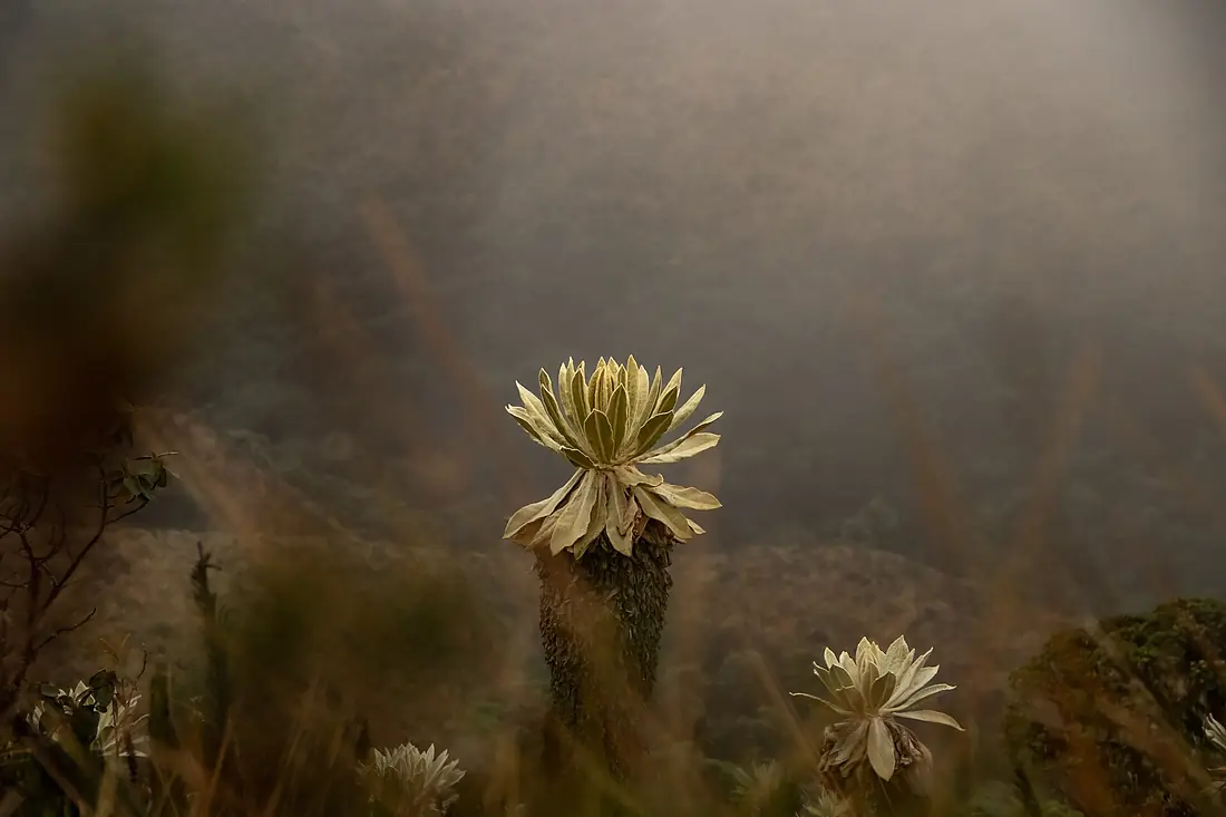 Frailejon en páramo nublado - Subida volcán Azufral