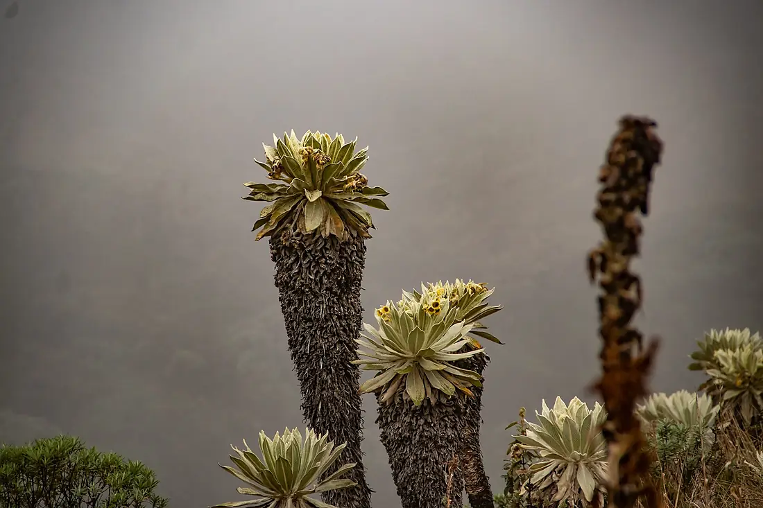 Frailejones en páramo nublado - Subida volcán Azufral