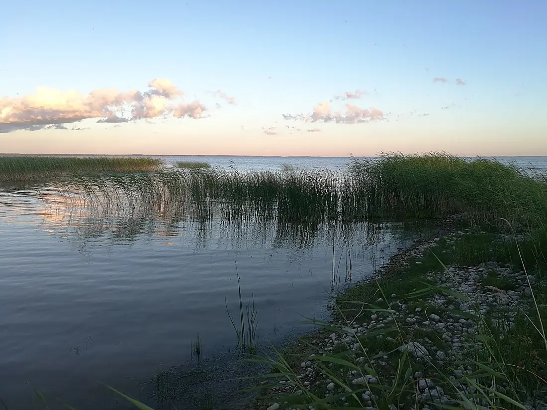 Lake Võrtsjärv in midsummer 2019