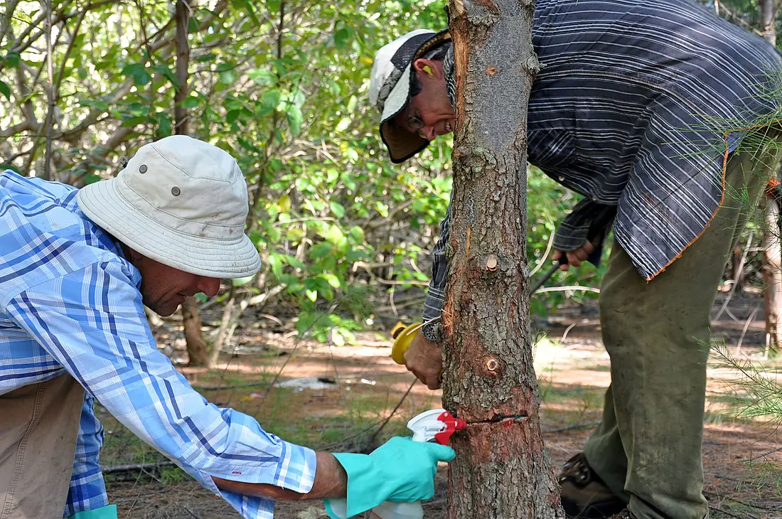 Air Force partners for environmental conservation on Wake Atoll