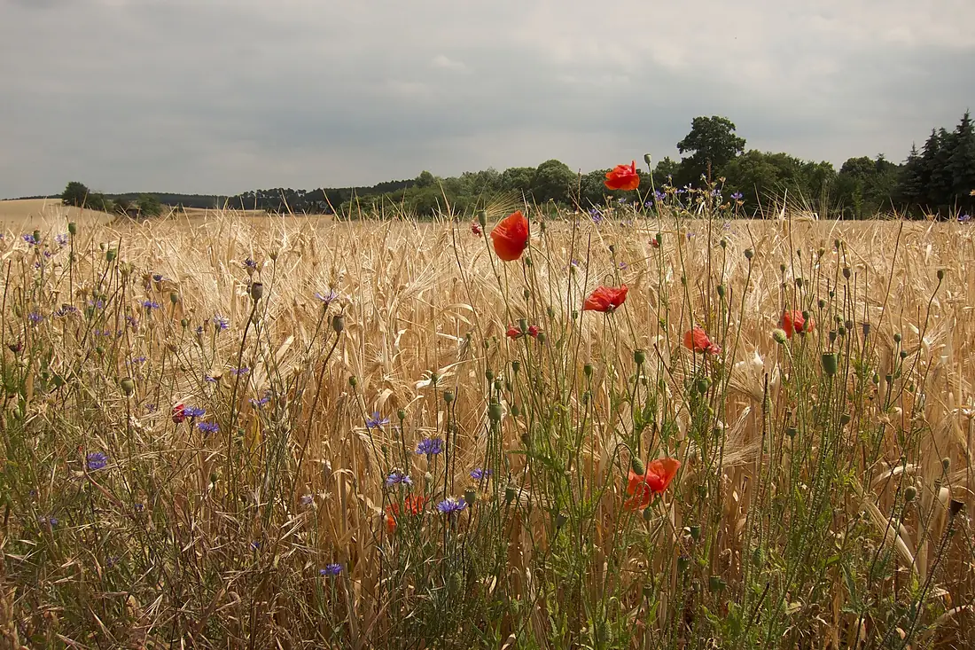 Mohn im Naturpark Westhavelland
