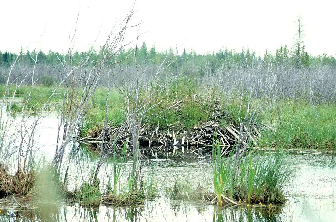 Wood-Buffalo-NP Beaver's Lodge 1 98-07-02