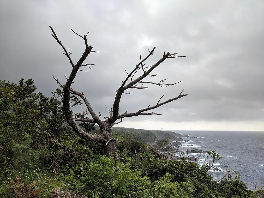 Dead tree on a cliff overlooking the shore on Yakushima